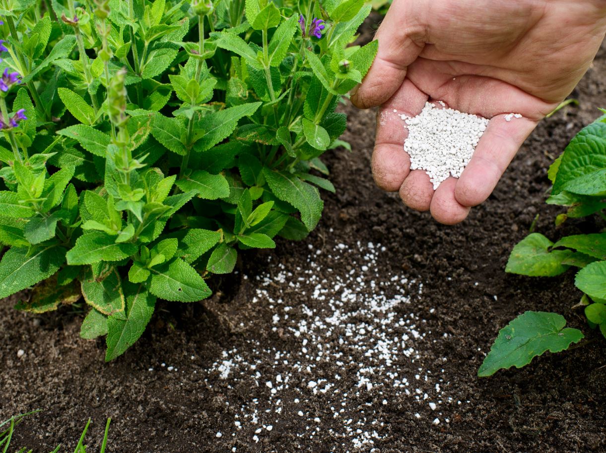 A gardener's hand holds a handful of white granular fertilizer above a garden bed with lush green plants. The image shows the process of applying fertilizer to enhance plant growth, with some granules already scattered on the dark soil. This visual emphasizes sustainable gardening practices and the importance of soil nutrients for healthy plant development.