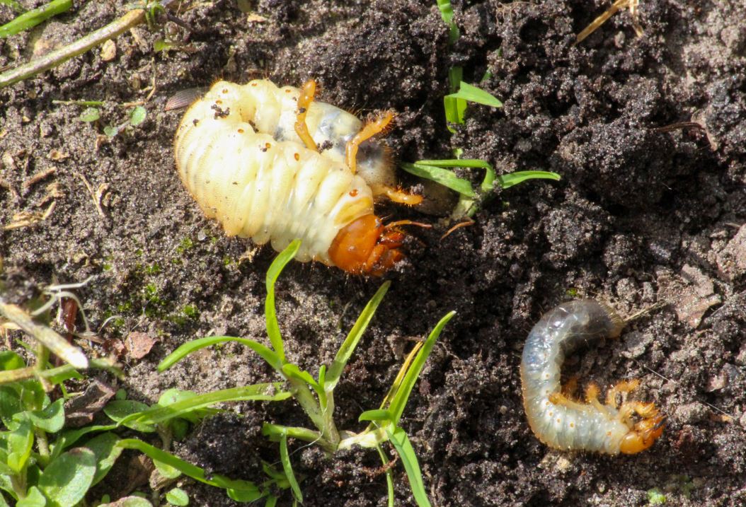Close-up image of two grubs in soil, showcasing a larger white grub with an orange-brown head and smaller grayish grub nearby. The grubs are partially exposed in dark, rich soil with some green grass blades around them. This image illustrates the life cycle of beetles, as grubs are the larval stage that can impact soil health and plant growth. Understanding these insects is essential for gardening and agricultural practices.