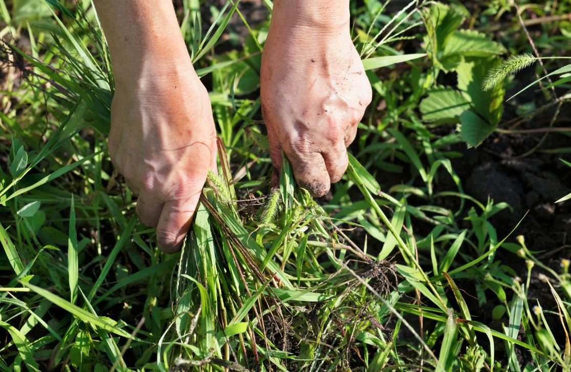 Hands pulling weeds from a garden bed, surrounded by green grass and plants. The hands are dirty, indicating recent gardening activity. This image demonstrates the process of weeding, which is essential for maintaining healthy garden growth and preventing competition for nutrients. The focus on manual labor highlights the importance of hands-on gardening techniques for both hobbyists and professional gardeners.