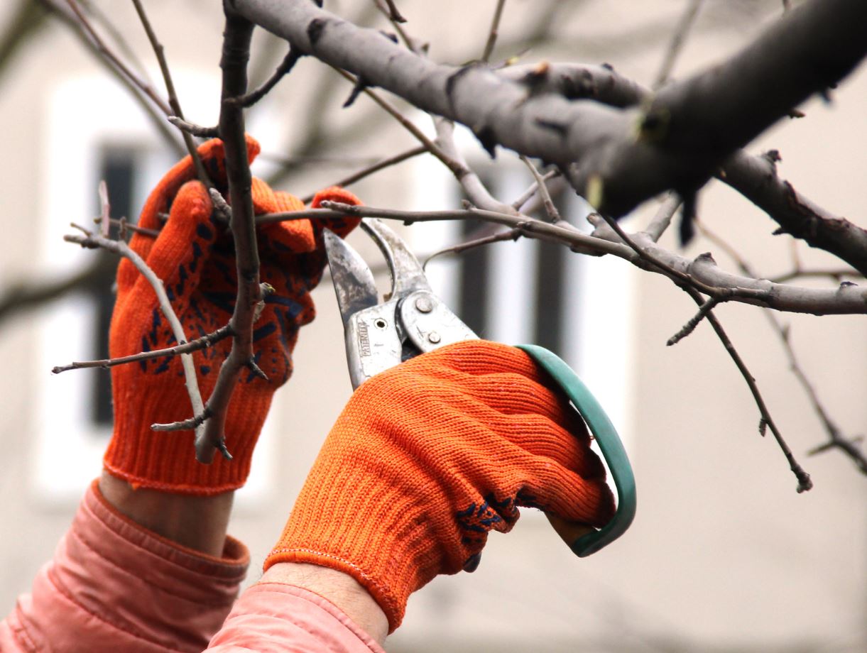 Dormant Pruning Services — Keystone Green lawn and landscape photography, image 1