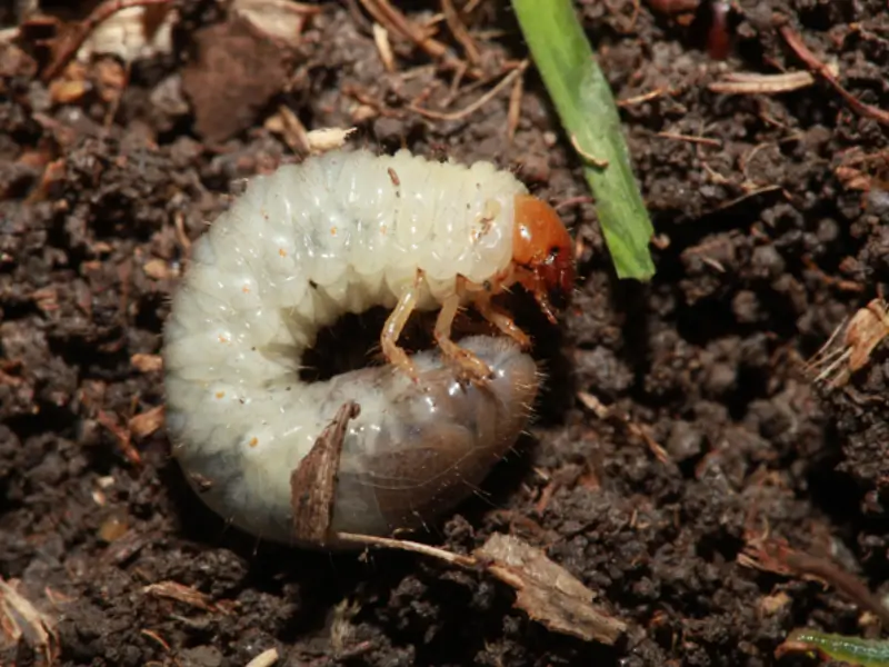 Grub Control — Keystone Green lawn and landscape photography, image 1