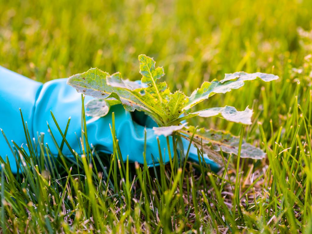 Weed Control — Keystone Green lawn and landscape photography, image 1