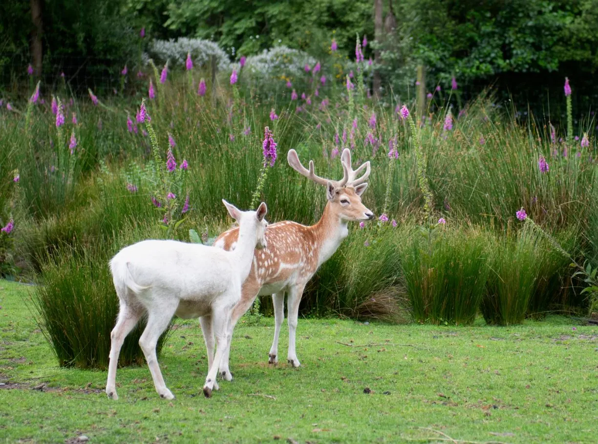 Deer Spray Applications — Keystone Green lawn and landscape photography, image 1