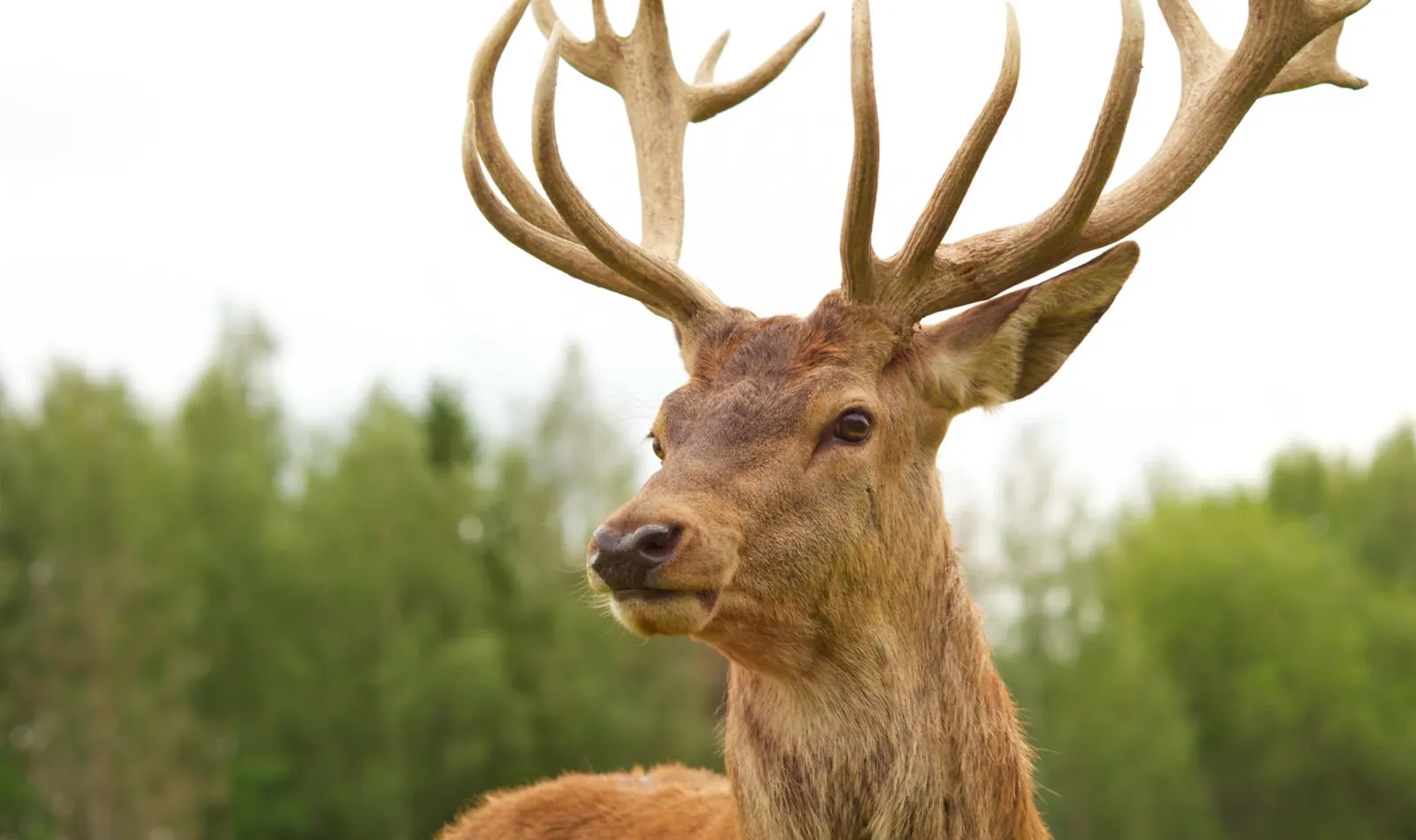 Deer Spray Applications