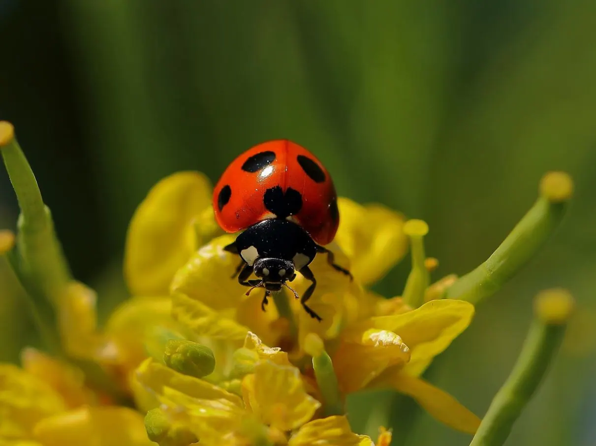 Plant Insect Prevention