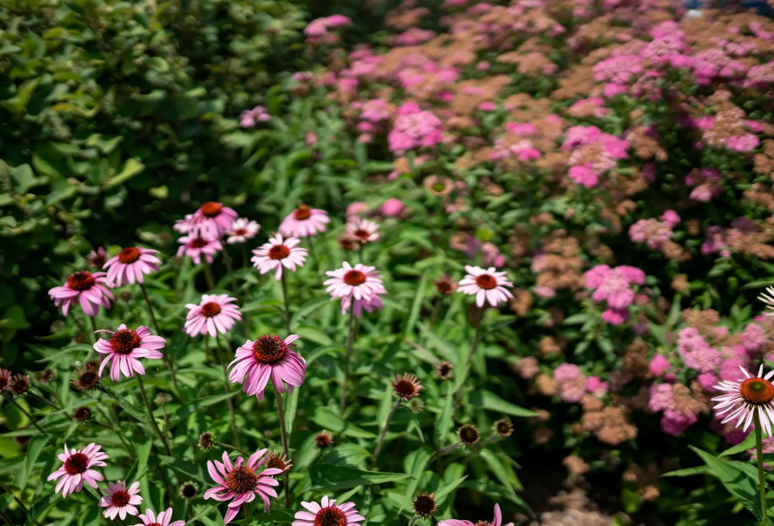 Seasonal Color Rotation Services