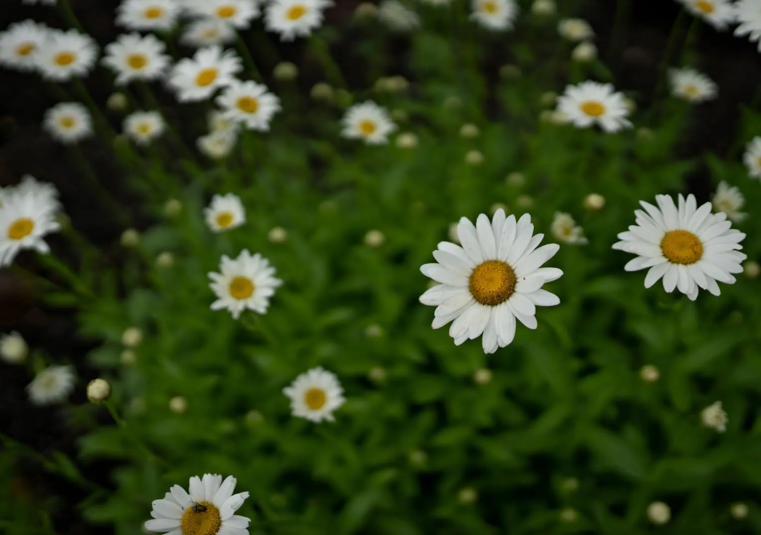 What Our Clients Say — Keystone Green lawn and landscape photography, image 4