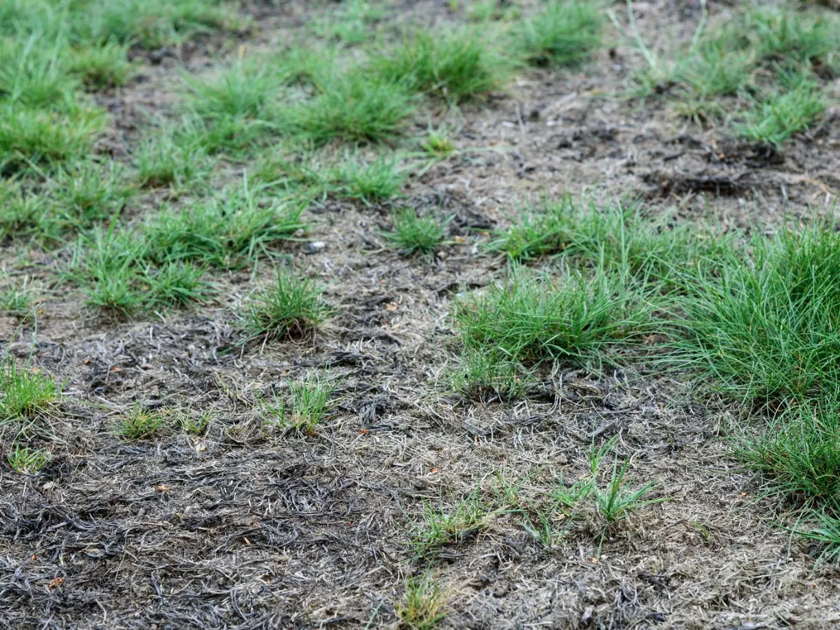 Lawn Disease Treatments