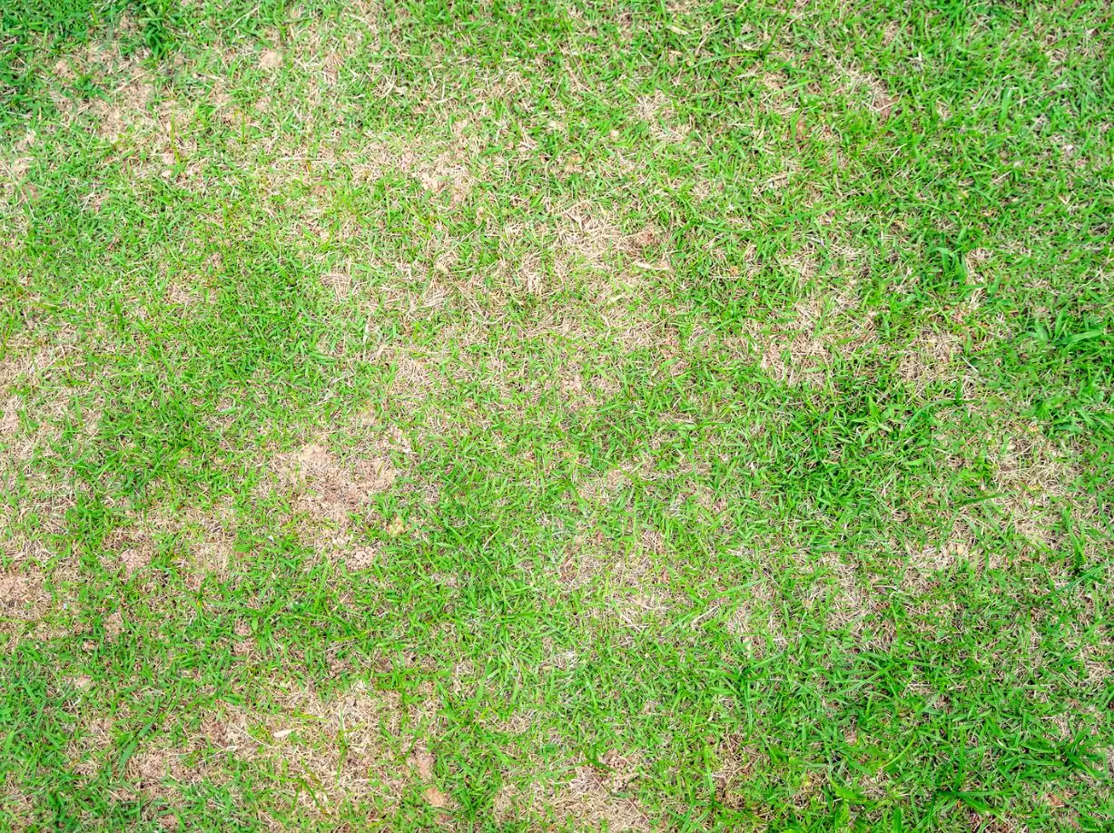 Lawn Disease Treatments