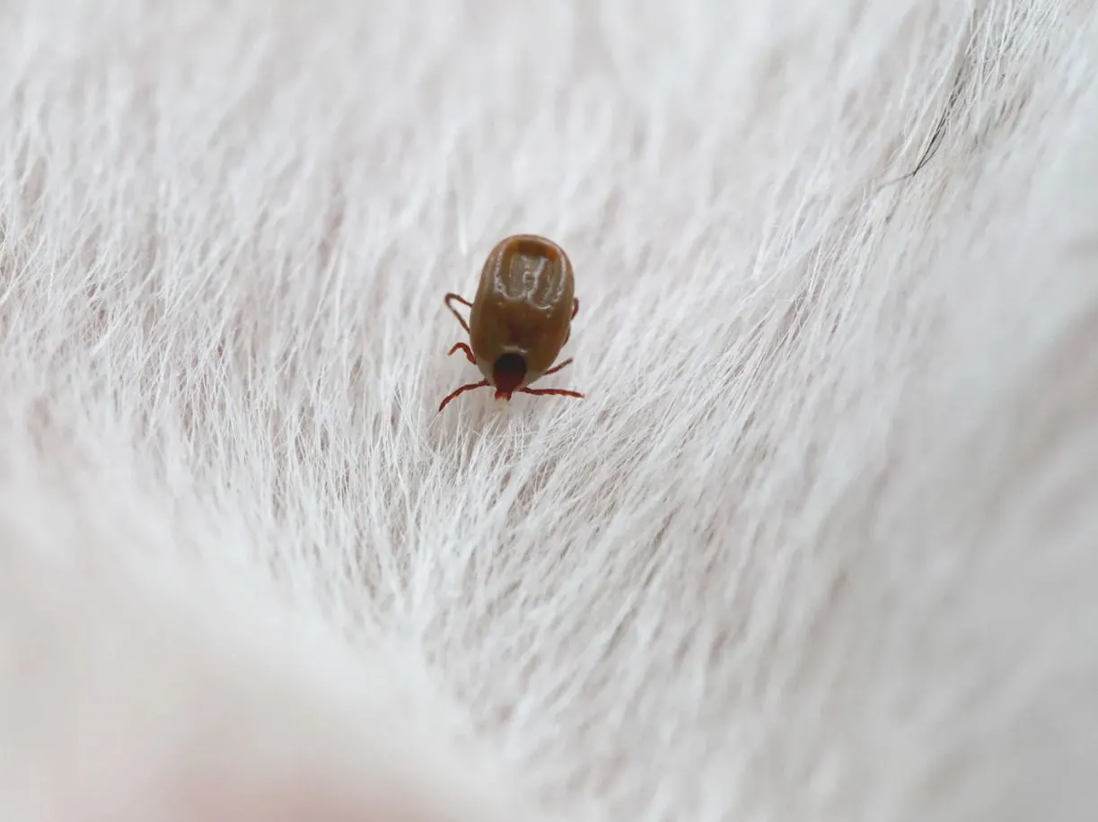 Flea and Tick Control