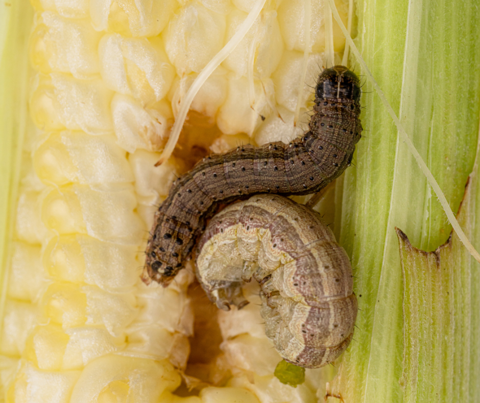Close up of Armyworms On Corn