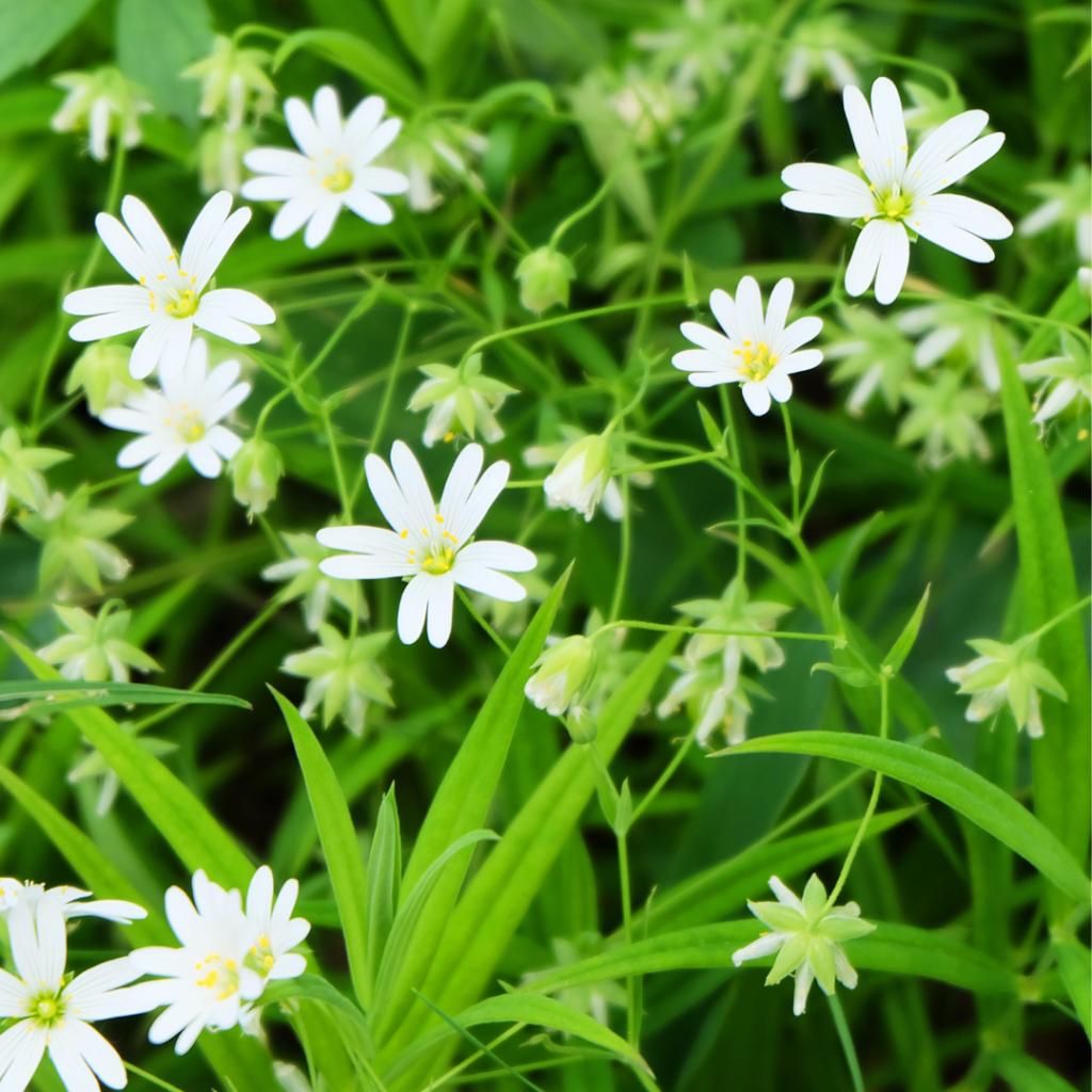 Chickweed close up