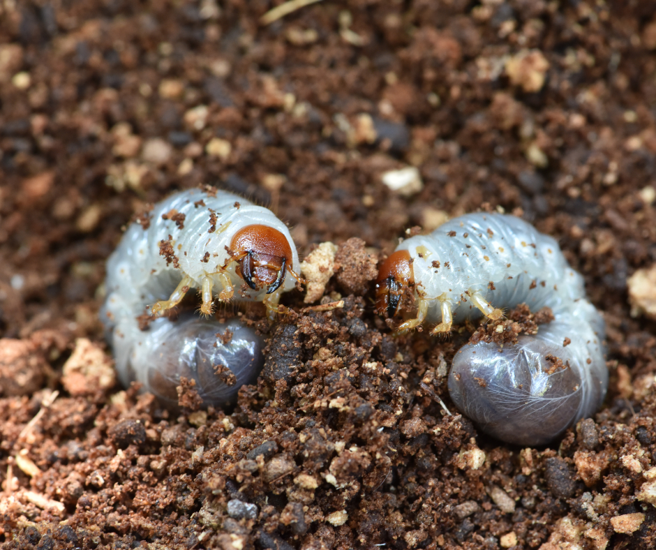Two grubs playing in the dirt